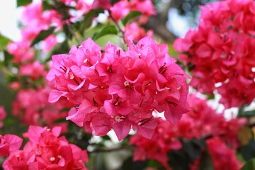 Bougenville or Paper flowers or bougainvillea The flowers of this plant are small, generally red and white in color, but each cluster of three flowers is surrounded by three or six bracts