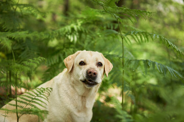 portrait of a fawn labrador retriever in the forest. Dog on background of greenery . Pet in nature