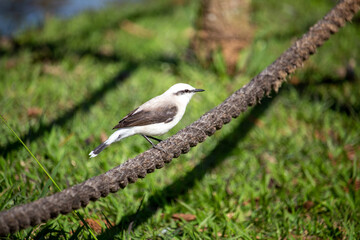 Lavadeira-mascarada (Fluvicola nengeta)