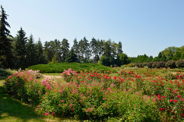 Obraz premium Rosarium. Roses in the garden in summer.