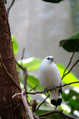 White myna bird with blue skin around each eye looks into distance