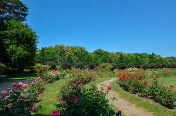 Naklejka premium Rosarium. Roses in the garden in summer.