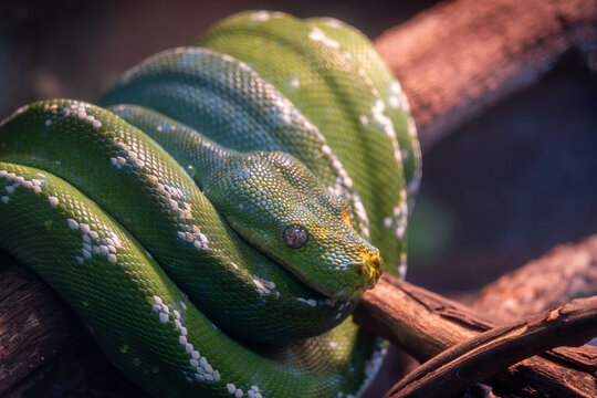 Green tree python (Morelia viridis) wrapped around branch and watching surroundings