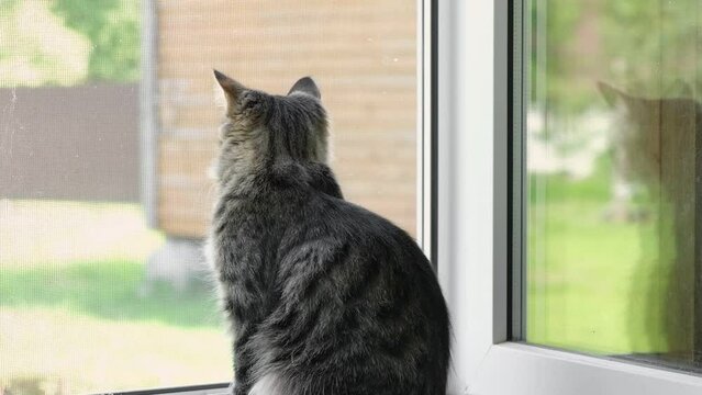 Tabby kitten sitting on the windowsill in summer. Striped domestic cat sitting near open window around houseplants and looking out the window. Image for veterinary clinics, sites about cats, cat food