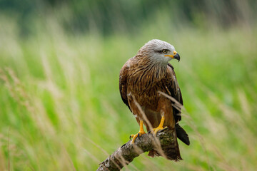 Black kite, Milvus migrans, perched on branch in meadow. Endangered bird of prey in windy summer day. Cute bird with beautiful eyes and feather. Wildlife nature. Natural habitat. Wild black kite.