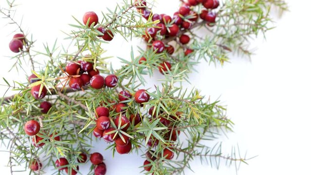 A cade juniper, juniperus oxycedrus branche isolated on white background video