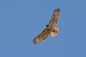 Red-tailed Hawk in flight againt clear blue sky, observing the ground underneath