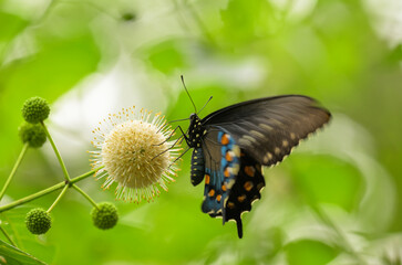 Pipevine Swallowtail butterfly feeding on a white, ball-like flower of a Buttonbush