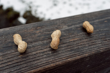 There are three losses on a wooden railing of a small wooden bridge on a hiking trail in the vicinity of the Bavarian city of Füssen in winter with snow