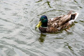 Obraz premium Image of an animal a wild drake and a duck sail on a pond. High quality photo