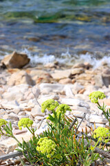 Beautiful wild beach on Proizd, tiny island in southern Croatia.