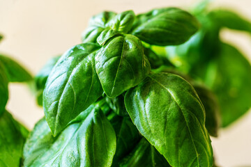 Basil plant closeup on light yellow background