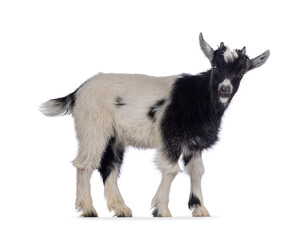 Adorable black and white baby goat, standing side ways. Head turned and looking towards camera. Isolated on a white background.