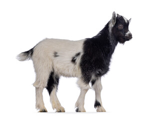 Adorable black and white baby goat, walking side ways. Looking straight ahead away form camera. Isolated on a white background.