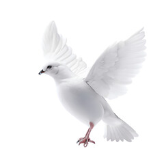 Dove on transparent background (PNG)
