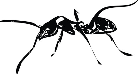 argentine ant
