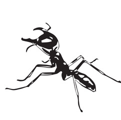 drive ant