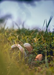 Obraz premium mushrooms in the grass