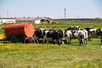 Black and white cattle cows grazing on farmland.