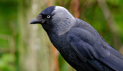 Jackdaws are two species of bird in the genus Coloeus closely related to, but generally smaller than, crows and ravens.
