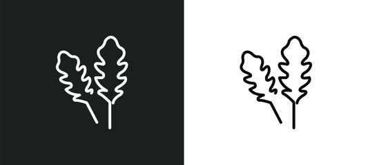 arugula line icon in white and black colors. arugula flat vector icon from arugula collection for web, mobile apps and ui.
