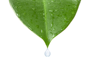 A green leaf of a plant with drops of water. A drop of water drips from the tip of the leaf. Isolated. Close-up on a white background. Macro nature. Copy space