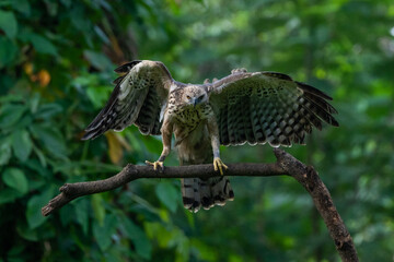 A light morph changeable hawk eagle nisaetus cirrhatus, natural bokeh background 