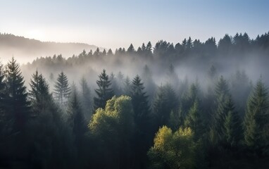Fog morning in the mountain coniferous forest. AI, Generative AI