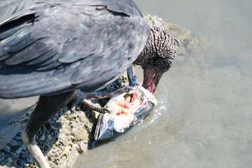 Black vulture urubu eating fish carrion inside water. Selective focus included.