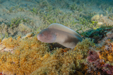 Fototapeta na wymiar Moray eel Mooray lycodontis undulatus in the Red Sea, Eilat Israel 