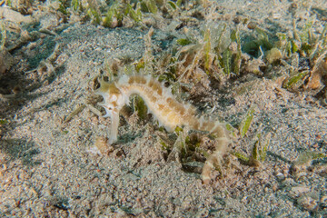 Hippocampus Sea ​​horse in the Red Sea Colorful and beautiful, Eilat Israel
