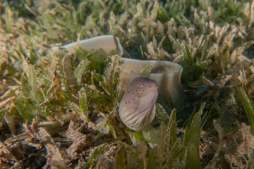 Moray eel Mooray lycodontis undulatus in the Red Sea, Eilat Israel
