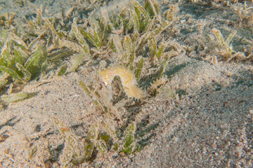 Hippocampus Sea ​​horse in the Red Sea Colorful and beautiful, Eilat Israel
