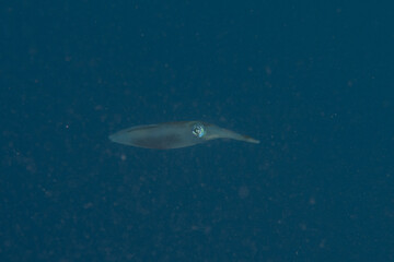Squid in the Red Sea Colorful and beautiful, Eilat Israel
