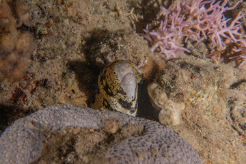 Moray eel Mooray lycodontis undulatus in the Red Sea, Eilat Israel
