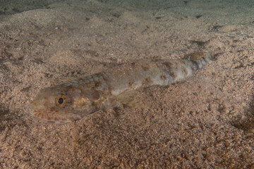 Fish swimming in the Red Sea, colorful fish, Eilat Israel
