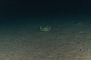 Blue-spotted stingray On the seabed in the Red Sea
