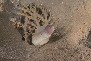 Moray eel Mooray lycodontis undulatus in the Red Sea, Eilat Israel

