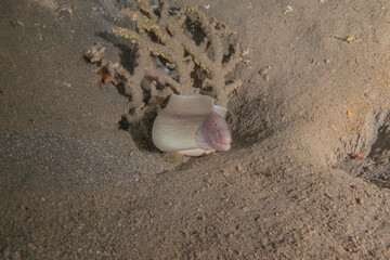 Moray eel Mooray lycodontis undulatus in the Red Sea, Eilat Israel
