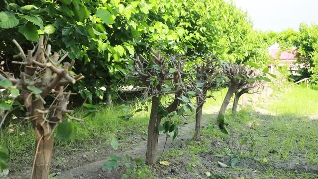 Rows of mulberry trees in the garden