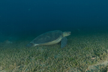 Fototapeta na wymiar Hawksbill sea turtle in the Red Sea, Eilat, Israel 