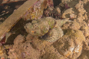 Fish swimming in the Red Sea, colorful fish, Eilat Israel
