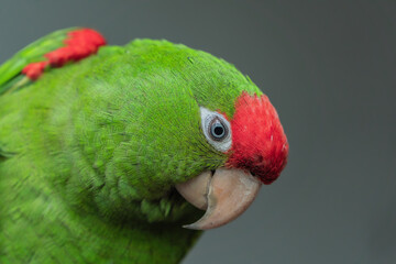 Red-masked parakeet