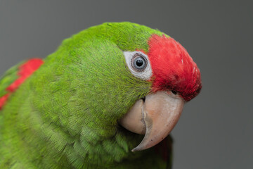 Red-masked parakeet