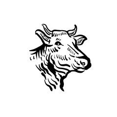 Cows head. Hand drawn sketch in a graphic style. Vintage hipster vector illustration