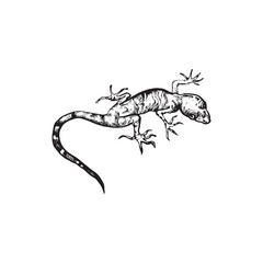 handdrawn lizard illustration, lizard drawing, iguan apicture, jungle, tropical, wild animal
