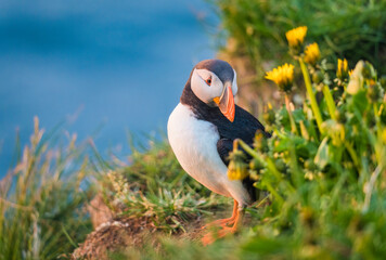 Atlantic Puffin bird or Common Puffin living on coastline during the breeding season on summer at Iceland