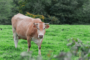 Naklejka na ściany i meble a brown cow stands in a field on green grass, there is a place for an inscription