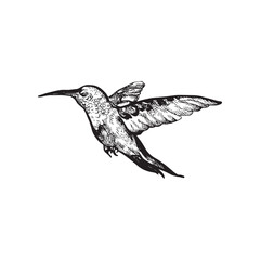 handdrawn hummingbird illustration, hummingbird drawing, bird design, bird tattoo