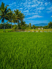 Landscape view of rice farm paddy fields with coconut trees and blue sky in the background.